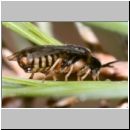 Diprionidae cf Gilpinia - Blattwespe w01b 9mm.jpg